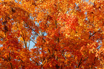Seasonal forest. Natural fallen leaves. Autumnal leaves on tree. Autumnal season nature. Bright color fall. Autumn chill weather. Autumn season. Fall leaves change color. Nature fall weather