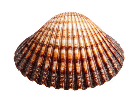 A single limpet shell, simple and natural, isolated on a clean white background.
