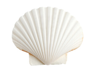 A large white scallop shell, emphasizing its natural beauty, isolated on a white background.