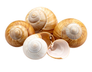 A small snail shell, spiral and intricate, isolated on a white background, found in gardens or forests.