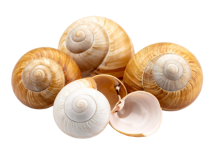 A small snail shell, spiral and intricate, isolated on a white background, found in gardens or forests.