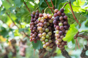 close up vine in vineyard