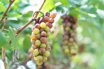 close up vine in vineyard