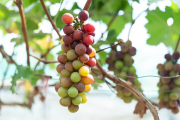 close up vine in vineyard