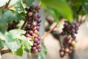 close up vine in vineyard