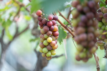 close up vine in vineyard