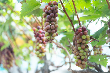 close up vine in vineyard