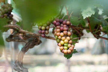 close up vine in vineyard