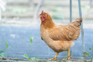 close uo freeland hen  walking