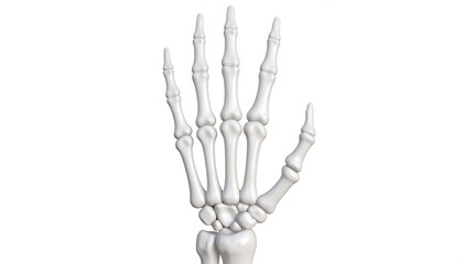 3D model of a human hand skeleton (1)