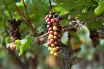 close up vine in vineyard