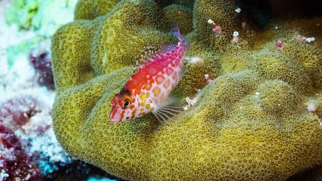 A small bright red tropical fish rests on a coral before swimming away, Nikumaroro, Kiribati