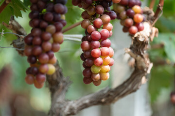 close up vine in vineyard