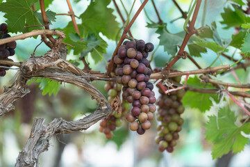close up vine in vineyard
