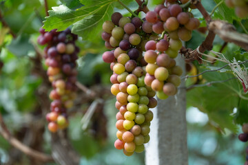 close up vine in vineyard