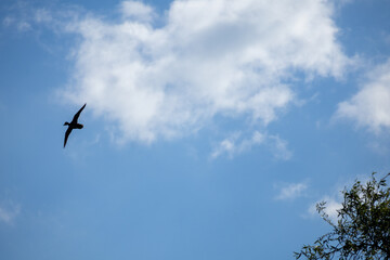 birds in the sky