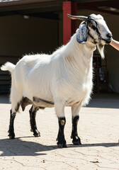 Obraz premium A white goat with black legs and horns stands in a sunlit outdoor area, being touched by a person.