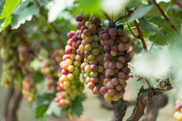 close up vine in vineyard