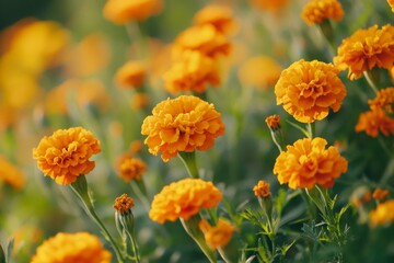Vibrant orange marigolds blooming gracefully in a sun-kissed garden, showcasing nature's cheerful palette with soft light and a beautiful bokeh background.