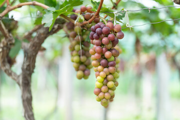close up vine in vineyard