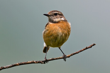 Schwarzkehlchen - Weibchen // European stonechat - female (Saxicola rubicola)