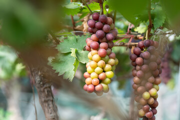 close up vine in vineyard