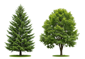 Four hyper-detailed green trees (Norway Spruce, Colorado Blue Spruce, Oak, Japanese Maple) with grass bases, isolated on a seamless transparent studio background with copy space, no shadows, concept