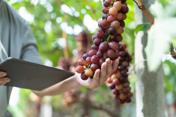 close up vine in vineyard