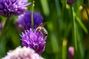 bee on a flower