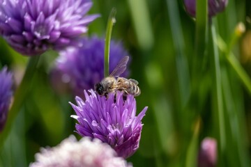 bee on a flower