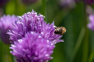 bee on a flower