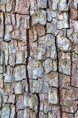 tree bark texture