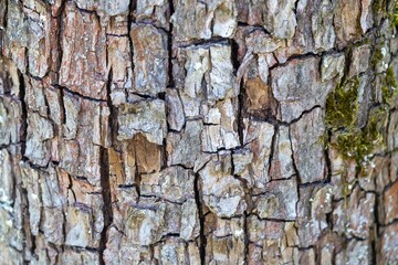 tree bark texture