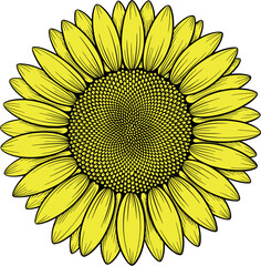 Yellow Sunflower Illustration. Detailed Botanical Flower Graphic.