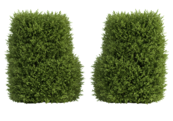 Two distinct, perfectly manicured, dense green hedges, vibrant leaves, sharp cutouts, ultra-photorealistic UHD, floating against a transparent shadowless background with copy space, precise