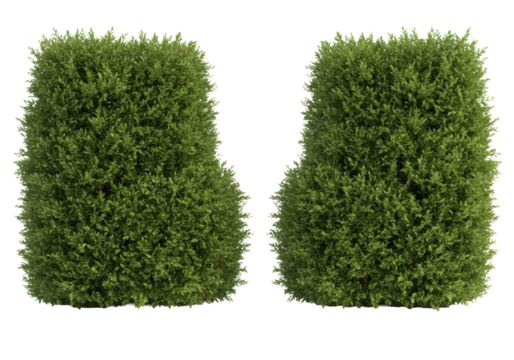 Two distinct, perfectly manicured, dense green hedges, vibrant leaves, sharp cutouts, ultra-photorealistic UHD, floating against a transparent shadowless background with copy space, precise