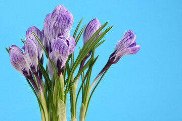 Spring flowers - a bouquet of beautiful purple crocus flowers with leaves isolated on a blue background.