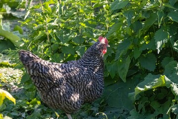rooster in the farm