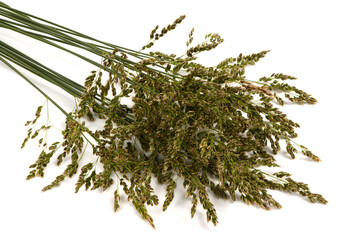 Meadow bluegrass on a pale background. A spikelet with seeds of a perennial cereal plant. The most valuable grass plant.