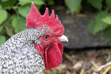 rooster in the farm