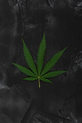 A cannabis sativa leaf on a dark background. Cannabis is genus of flowering plants in the family of Cannabaceae.