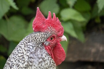 rooster in the farm