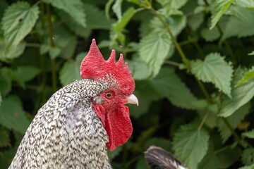 rooster in the farm