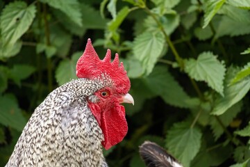 rooster in the farm
