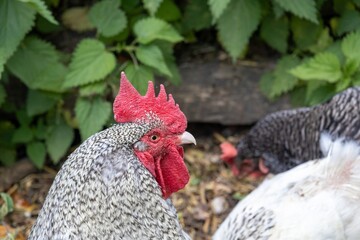 free range chickens