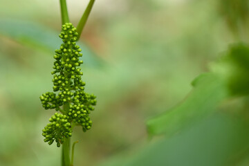 Young inflorescence of grapes on the vine close-up.