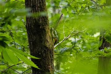 a woodpecker spotted on a branch