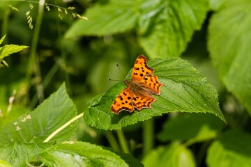 butterfly on a flower