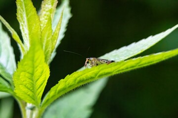 bug on a green leaf