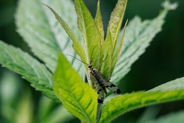 bug on a green leaf